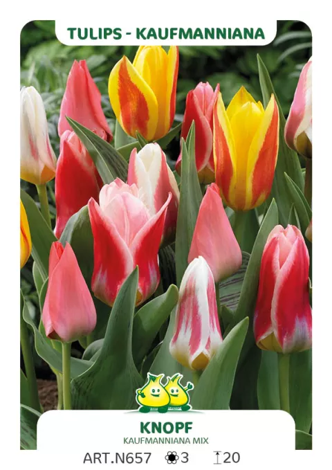 Tulipa kaufmanniana 'Mix'