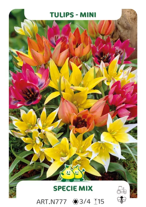 Tulipa mini 'Mix'