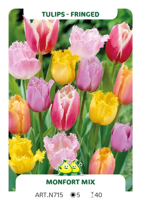Tulipa franjer 'Monfort Mix'