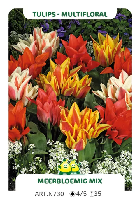 Tulipa multi 'Mix'
