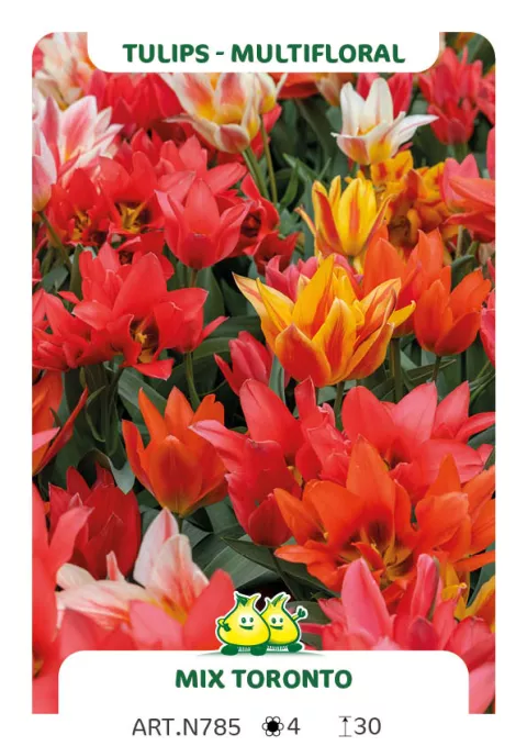 Tulipa multi 'Mix Toronto'