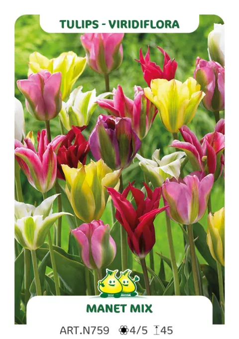Tulipa viridiflora 'Mix'