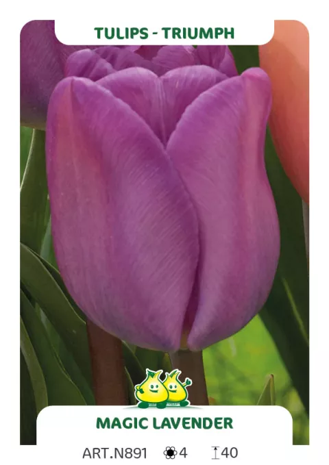 Tulipa triumph 'Magic Lavender'