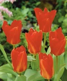 Tulipa fosteriana 'Mad. Lefebre'