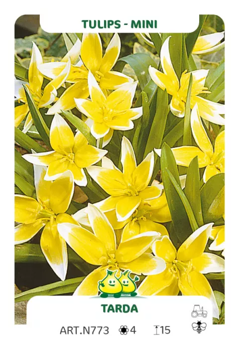 Tulipa mini 'Tarda'