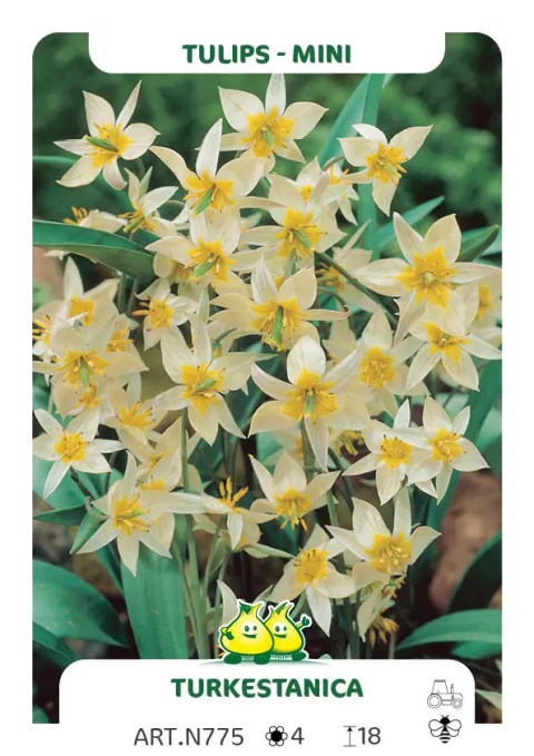 Tulipa mini 'Turkestanica'