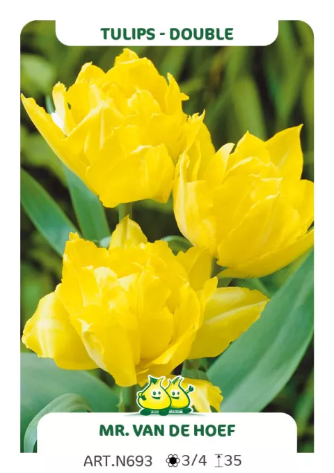 Tulipa dubbel 'Mr. vd Hoef'