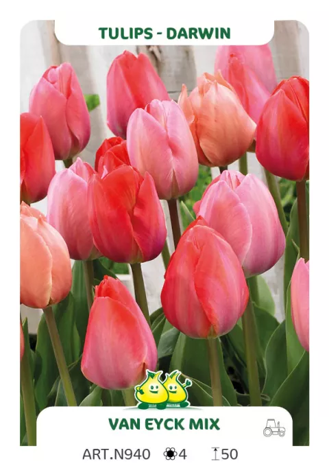 Tulipa Darwin hybr. 'Mix van Eijk'