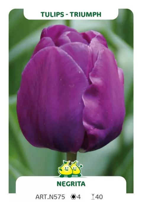 Tulipa triumph 'Negrita'