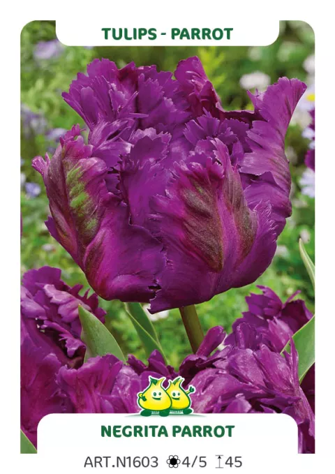 Tulipa parkiet 'Negrita Parrot'