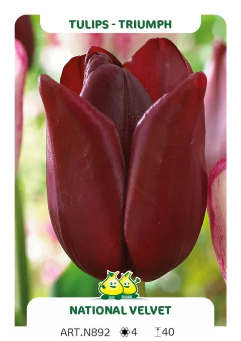 Tulipa triumph 'National Velvet'