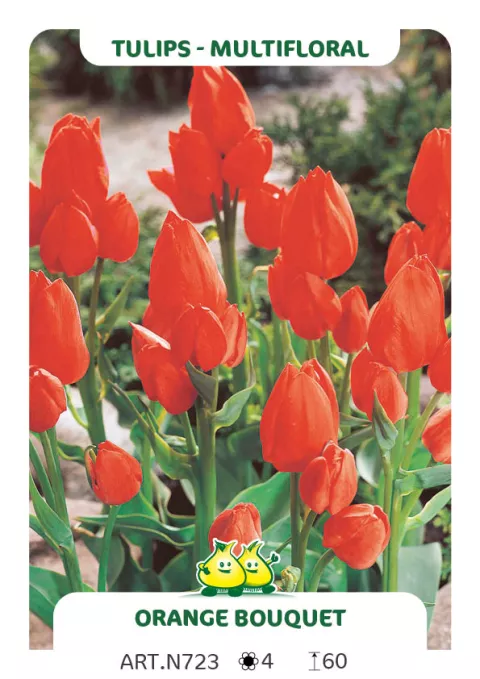 Tulipa multi 'Orange Bouquet'