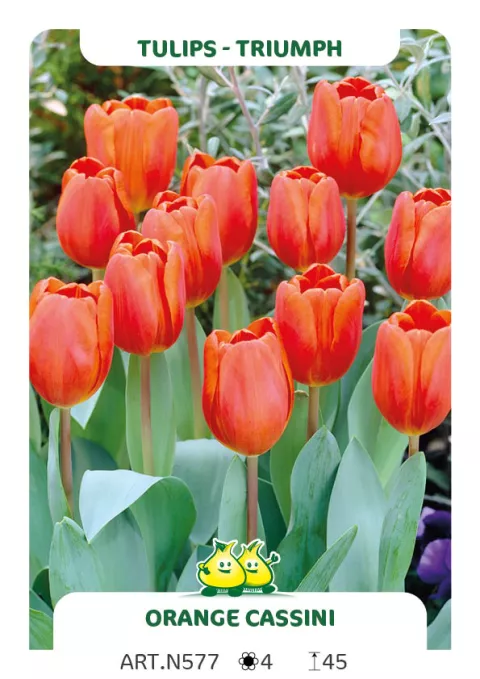 Tulipa triumph 'Oranje Cassini'