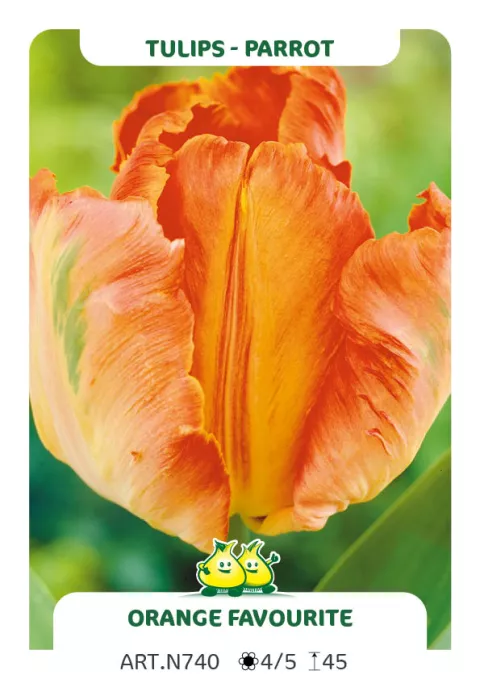 Tulipa parkiet 'Orange Favourite'