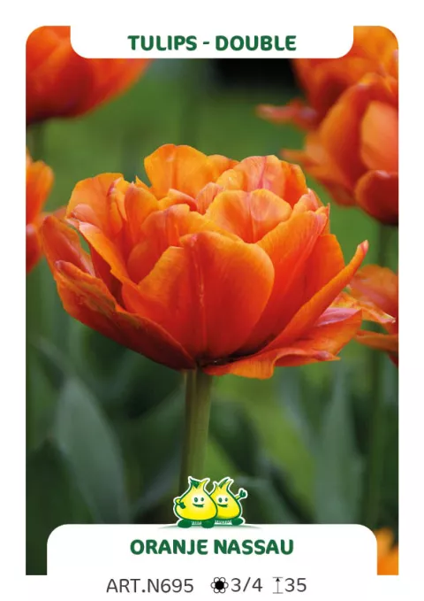 Tulipa dubbel 'Oranje Nassau'