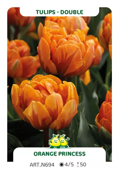 Tulipa dubbel 'Oranje Princess'