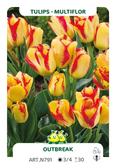 Tulipa multi 'Outbreak'