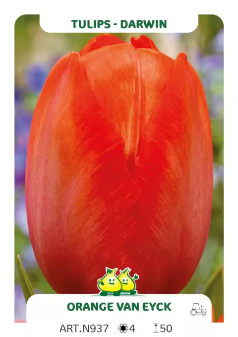 Tulipa Darwin hybr. 'Orange van Eijk'