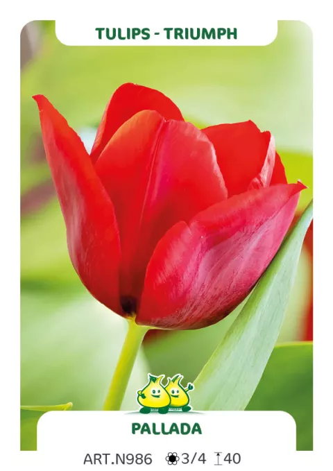 Tulipa triumph 'Pallada'