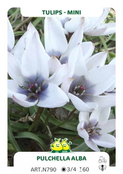 Tulipa mini 'Pulchella Alba Maculata Coerulea'