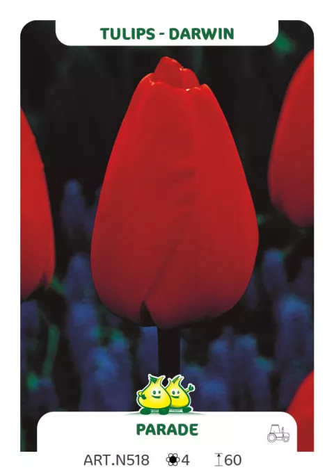 Tulipa Darwin hybr. 'Parade'