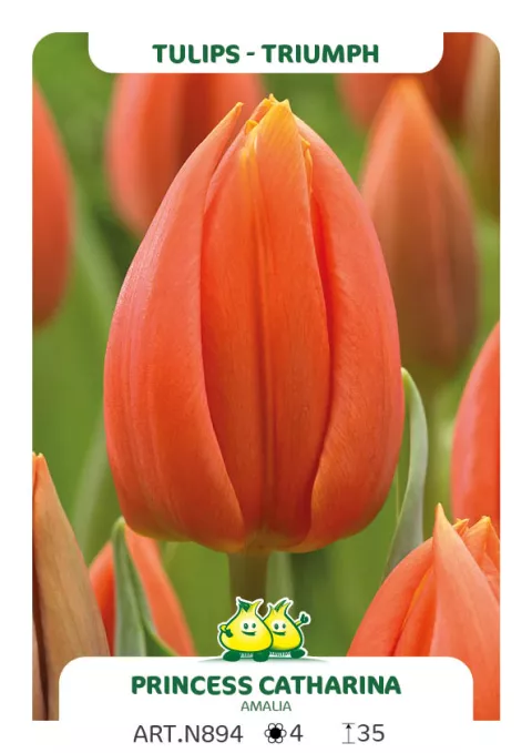 Tulipa triumph 'Princess Catharina Amalia'