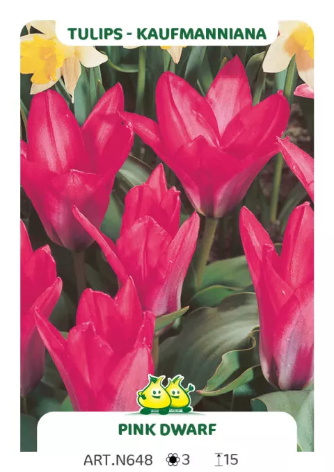 Tulipa kaufmanniana 'Pink Dwarf'