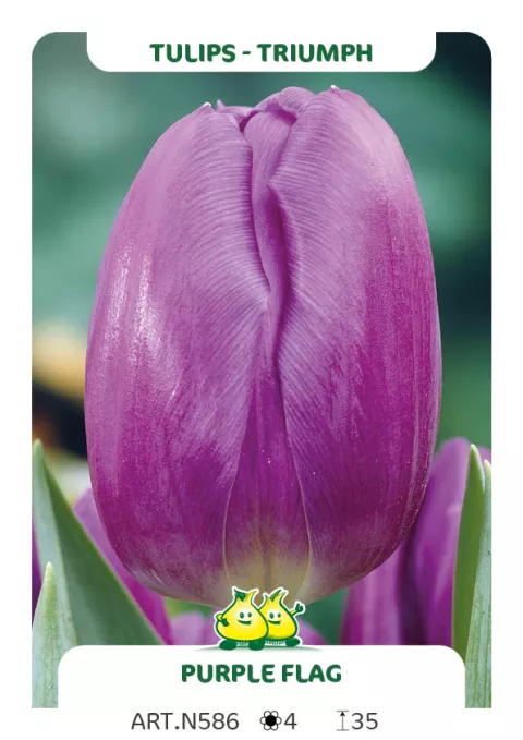 Tulipa triumph 'Purple Flag'
