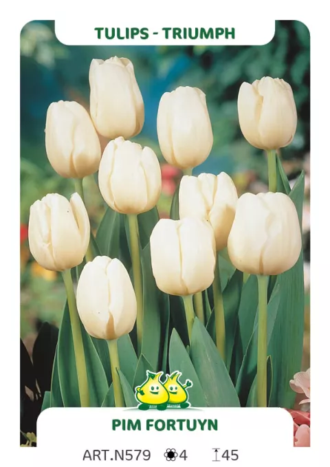 Tulipa triumph 'Pim Fortuyn'
