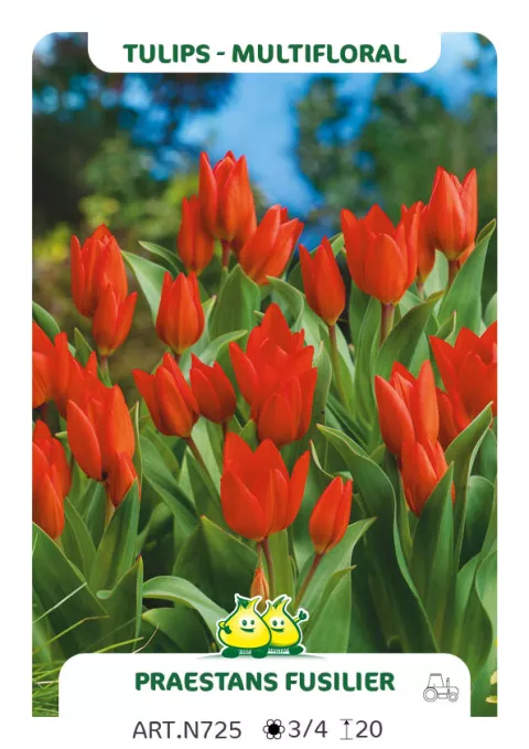 Tulipa multi 'Praestans Fusilier'