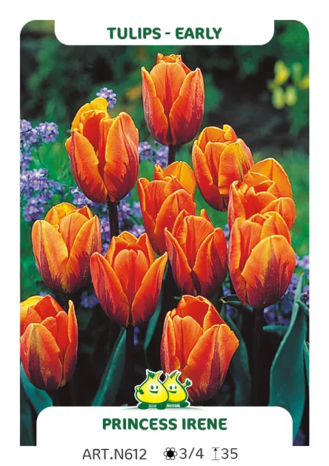 Tulipa (EV) 'Princess Irène' Tulipa (EV) 'Princess Irène'