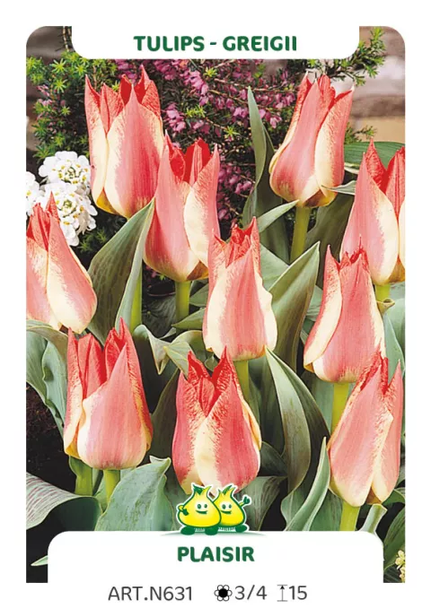 Tulipa greigii 'Plaisir'