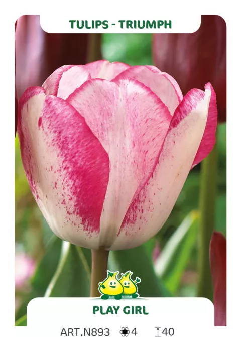 Tulipa triumph 'Playgirl'