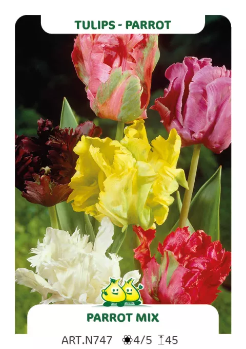 Tulipa parkiet 'Parrot Mix'