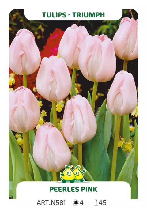 Tulipa triumph 'Peerless Pink'