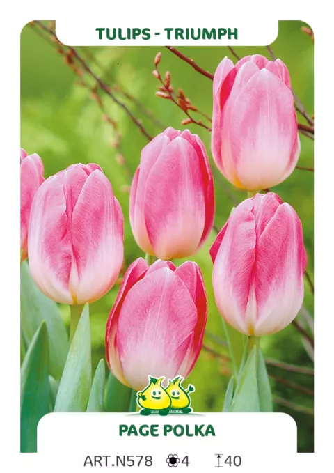 Tulipa triumph 'Page Polka'