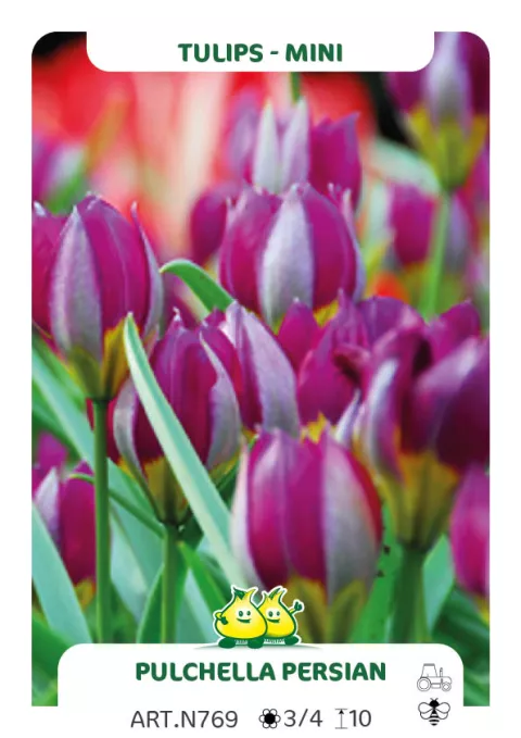 Tulipa mini 'Pulchella Persian Pearl'