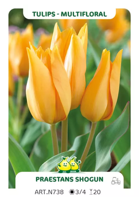 Tulipa multi 'Praestans Shogun'