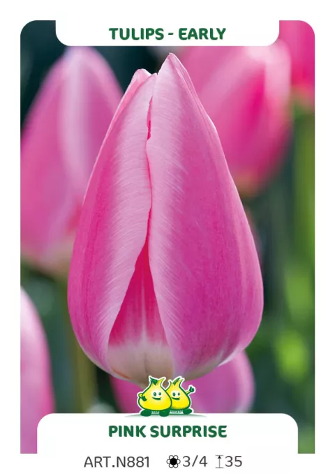 Tulipa (EV) 'Pink Surprice'