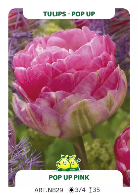 Tulipa dubbel 'Pop Up Pink'