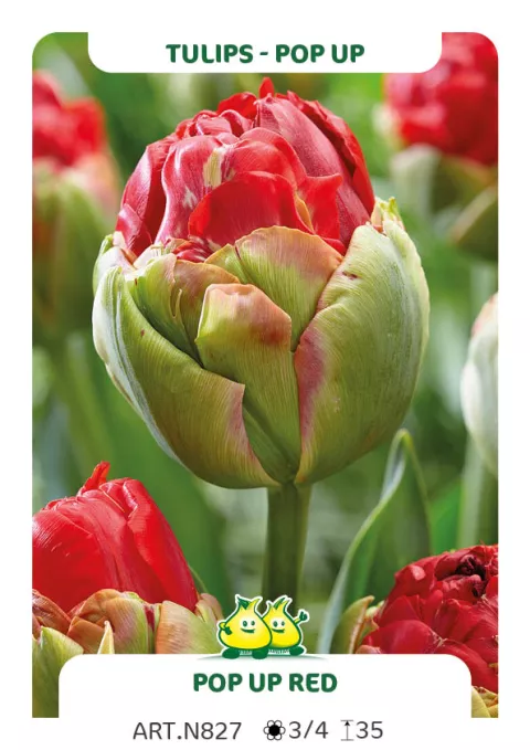 Tulipa dubbel 'Pop Up Red'