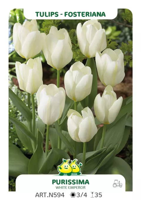 Tulipa fosteriana 'Purissima'