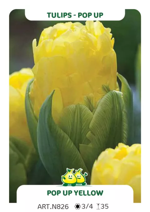Tulipa dubbel 'Pop Up Yellow'