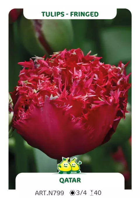 Tulipa franjer 'Qatar'