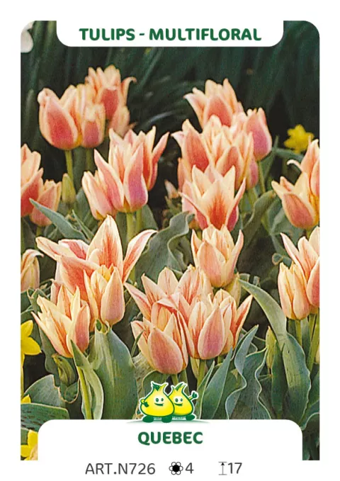 Tulipa multi 'Quebec'
