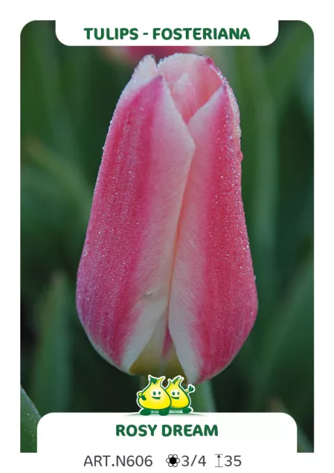 Tulipa fosteriana 'Rosy Dream'