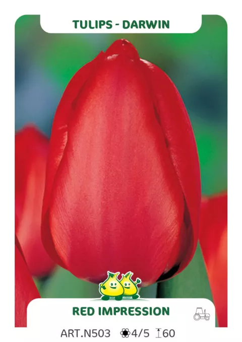 Tulipa Darwin hybr. 'Red Impression'