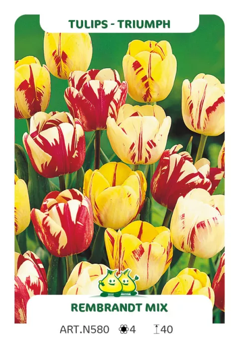 Tulipa triumph 'Rembrandt Mix'