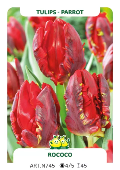 Tulipa parkiet 'Rococo'