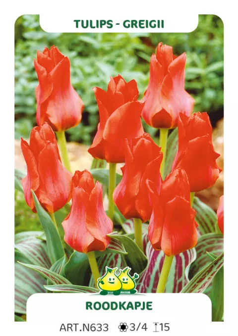 Tulipa greigii 'Roodkapje'